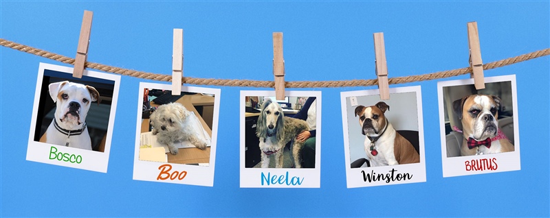 office_dogs.jpg