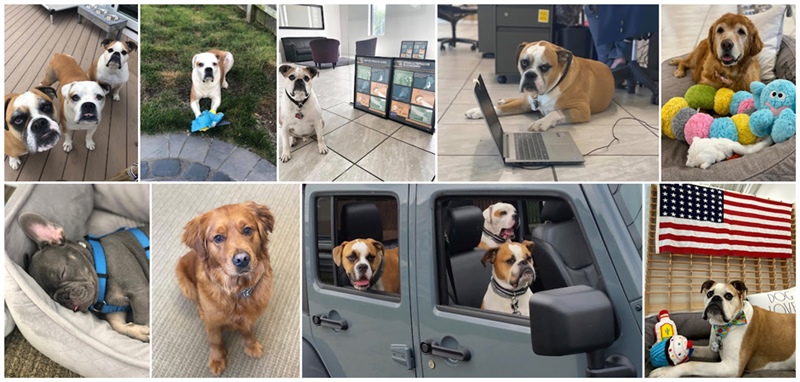 pup-collage1.jpg