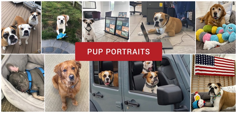 pup-portraits.jpg
