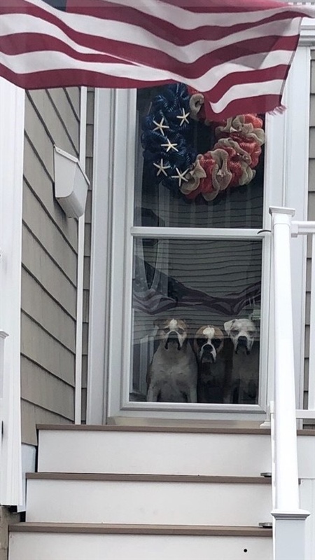 threedogs.jpg