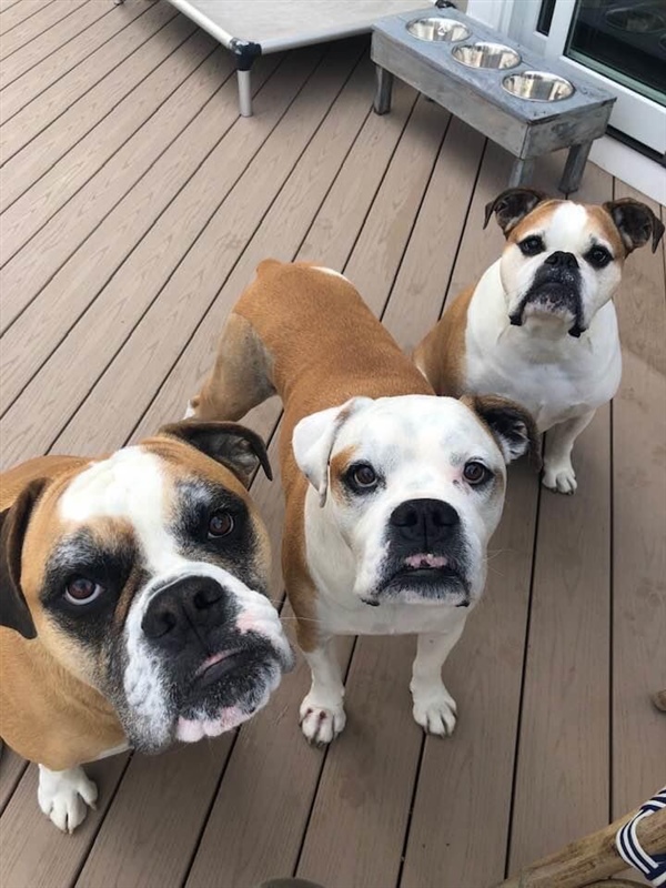 bosco-brutus-winston.jpeg